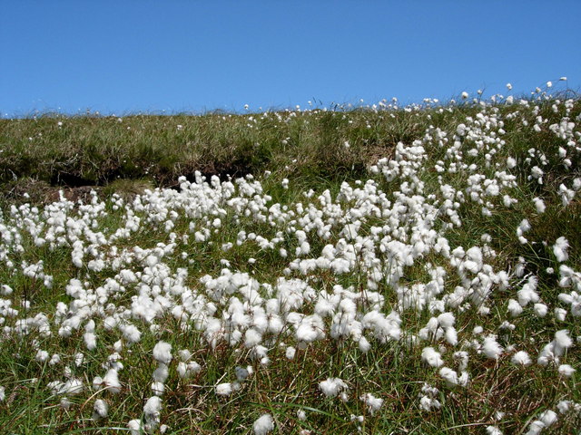 Cotton Grass at Urie Loch