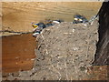 NT5977 : Barn Swallows (Hirundo rustica) by Lisa Jarvis