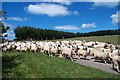 ST0433 : Moving Sheep to Tripp Farm by Barbara Cook