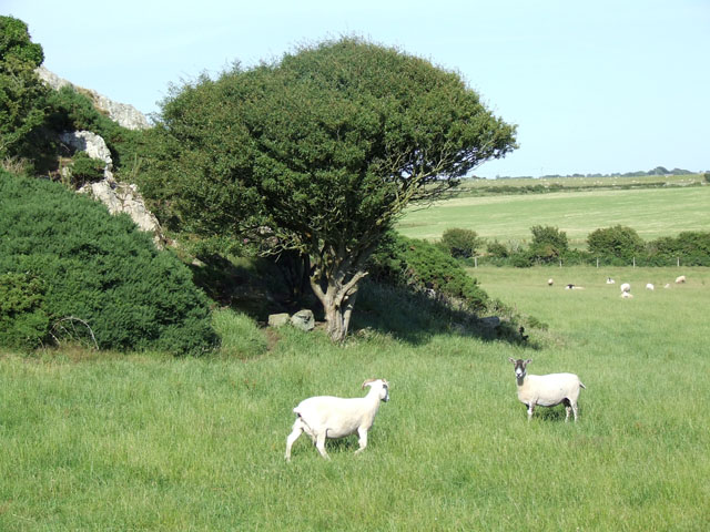 Sheep next  to a rocky outcrop at Clegir Gwynion