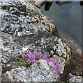 L7151 : Flowering alpine on rock spike by Espresso Addict