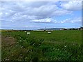 Farmland near Thurso