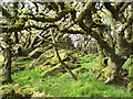 Coed Ty Canol Nature Reserve