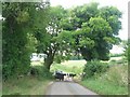 Cattle crossing the lane near Bouldon