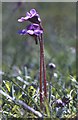 NF7811 : Common Butterwort (Pinguicula vulgaris) by Anne Burgess