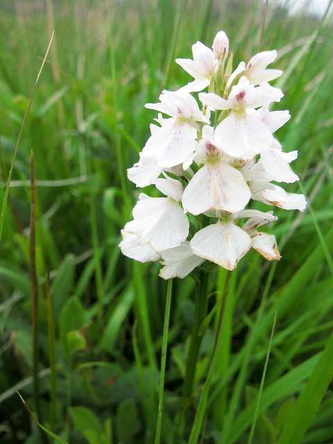 Heath Spotted Orchid, Laorin Bay