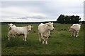 Cattle at Newton of Darnaway Farm.