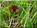 NM4257 : Pearl Bordered Fritillary, Laorin Bay by Lisa Jarvis