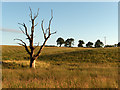 Dead tree near Culticheldoch