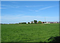 Cattle pasture and Chorley Green Farm