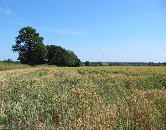 Wheat field, Chorley Stock © Espresso Addict cc-by-sa/2.0 :: Geograph ...