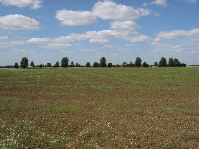 A Fallow Field