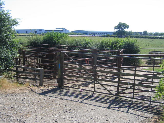 Cattle pens and technology