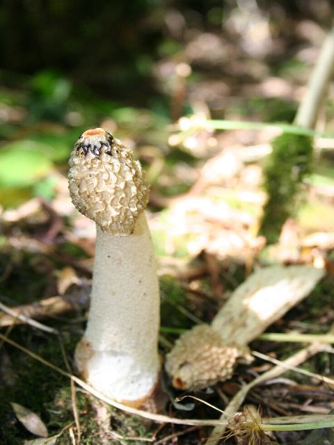 Stinkhorn in Mayalls Coppice