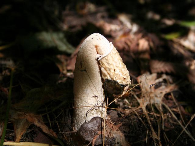 Drooping Stinkhorn in Mayalls Coppice