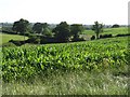 Maize near Pewsham