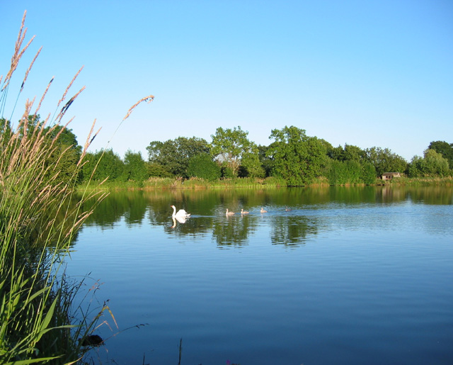 Swan and cygnets on Baddiley Reservoir