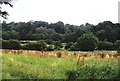 Countryside south of Pluckley