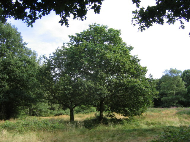 Old Oak Tree © Linda Craven :: Geograph Britain and Ireland