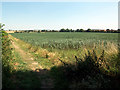 Field to the East of Churchill Avenue