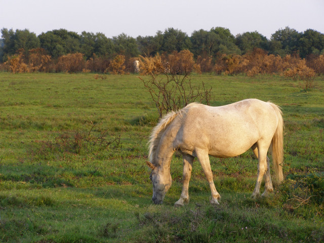 Ponies grazing south of Ipley Manor, New Forest