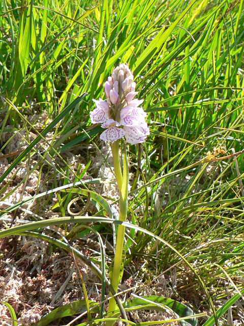 Moorland spotted orchid, near Loch Garry