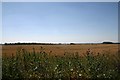 Open fields at Culford