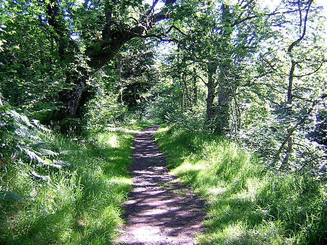 Shady Forest Walk Near Kielder Castle © Iain Thompson :: Geograph ...