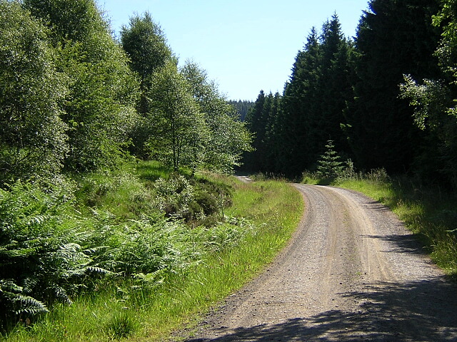 Track in Kielder Forest