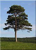 NJ4160 : Lone Scots Pine (Pinus sylvestris) by Anne Burgess