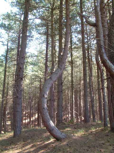 Unusual Pine Tree