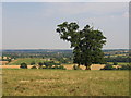 View from Oatley Hill