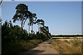 Farm track at Icklingham