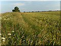 Farmland, Middleton