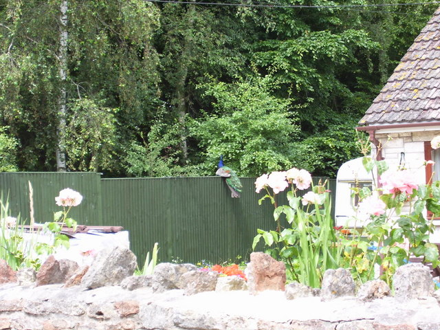 Peacock in garden