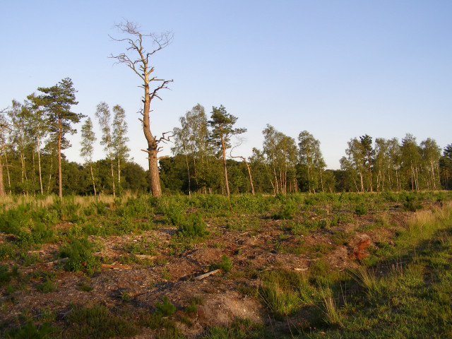 Regrowth in a cleared area in the Ipley Inclosure, New Forest