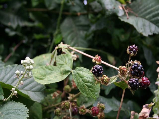 Early Blackberries