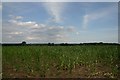 Maize field at Icklingham