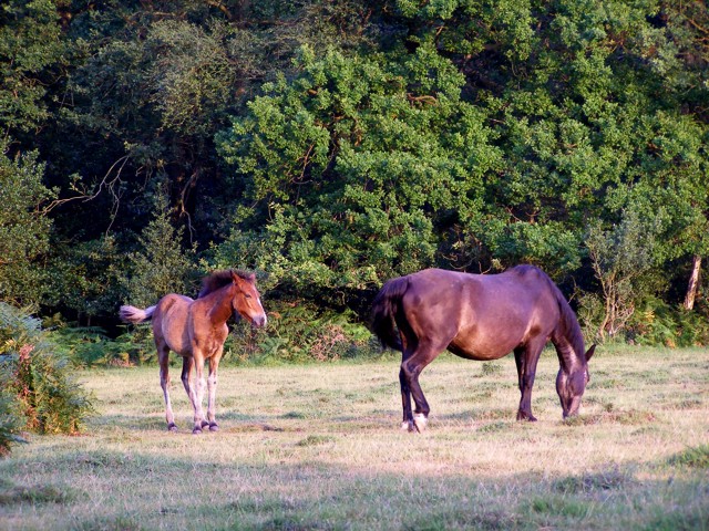 Ponies grazing on the edge of Little Honeyhill Wood, New Forest