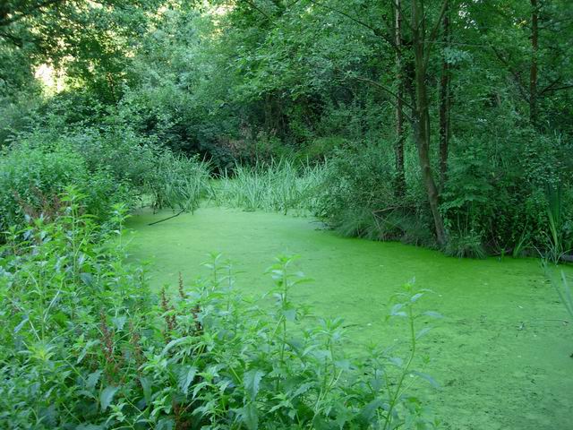 Stagnant pond © Hugh Venables :: Geograph Britain and Ireland