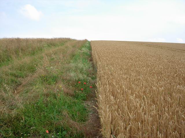 Wheat and path