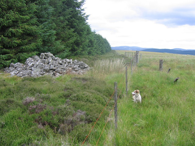 Boundary between forest and rough grazings