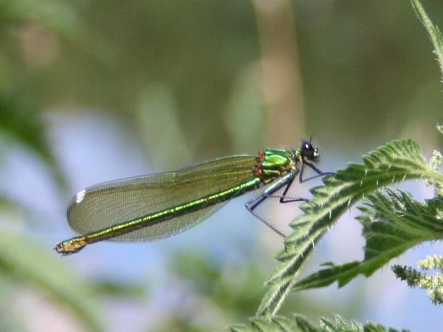 Female Banded Demoiselle by the River Wye