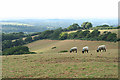 Sampford Courtenay: near Church Hill Cross