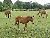 SU2915 : Ponies on Cadnam Common by Jim Champion