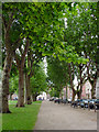 Avenue of Trees in Queen Square