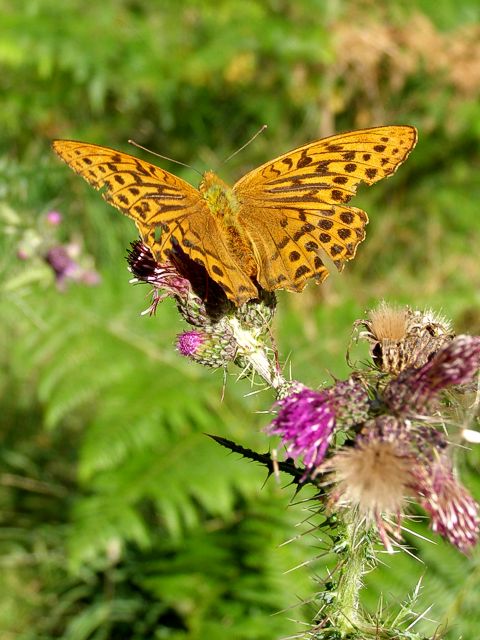 Fritillary on a thistle, Parkhill Inclosure, New Forest