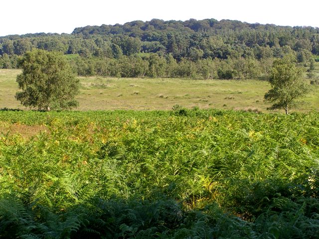 View across the Bishop of Winchester's Purlieu towards Woodfidley, New Forest