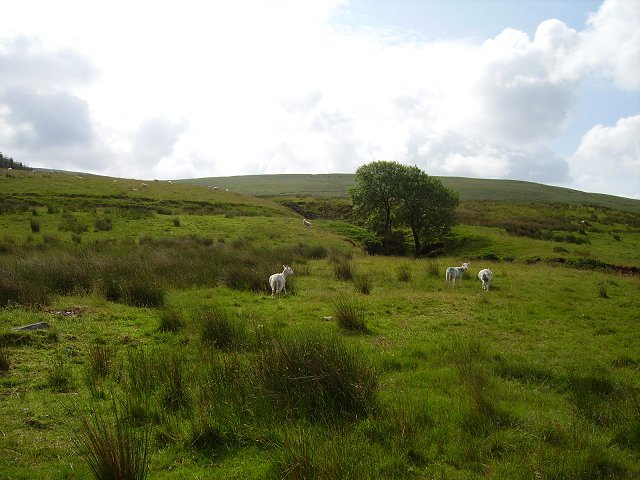 Sheep, Cnewr