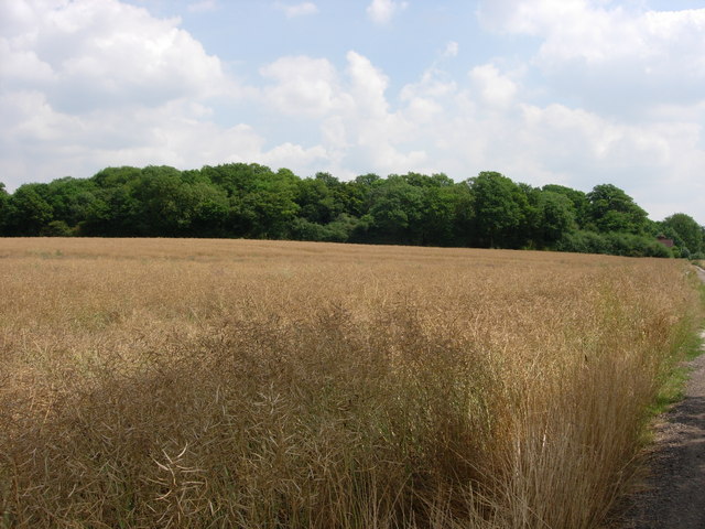 Piper's Wood  and Oilseed Rape Field